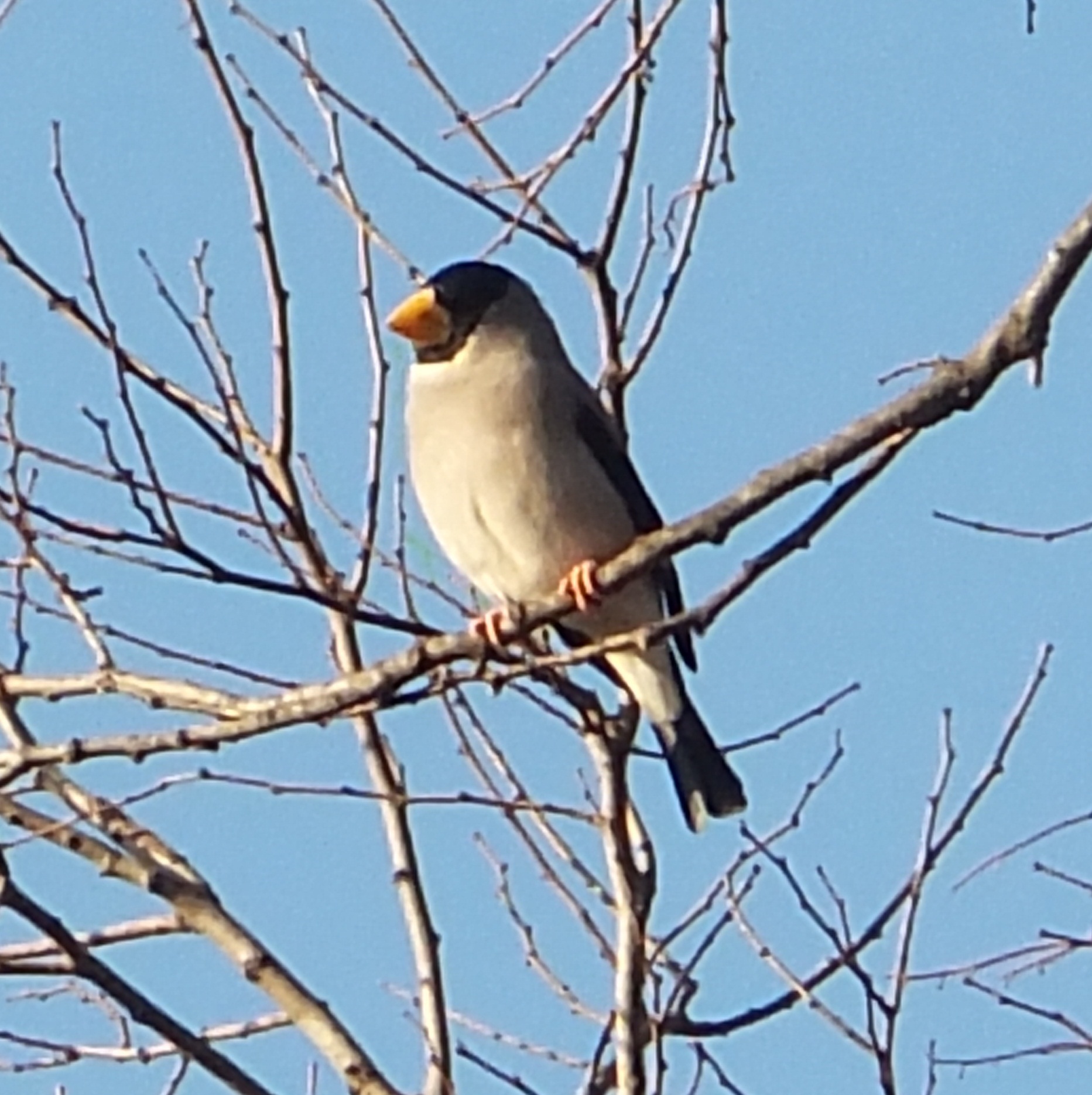 町の鳥に いかる 町の花に つばき を制定 斑鳩町