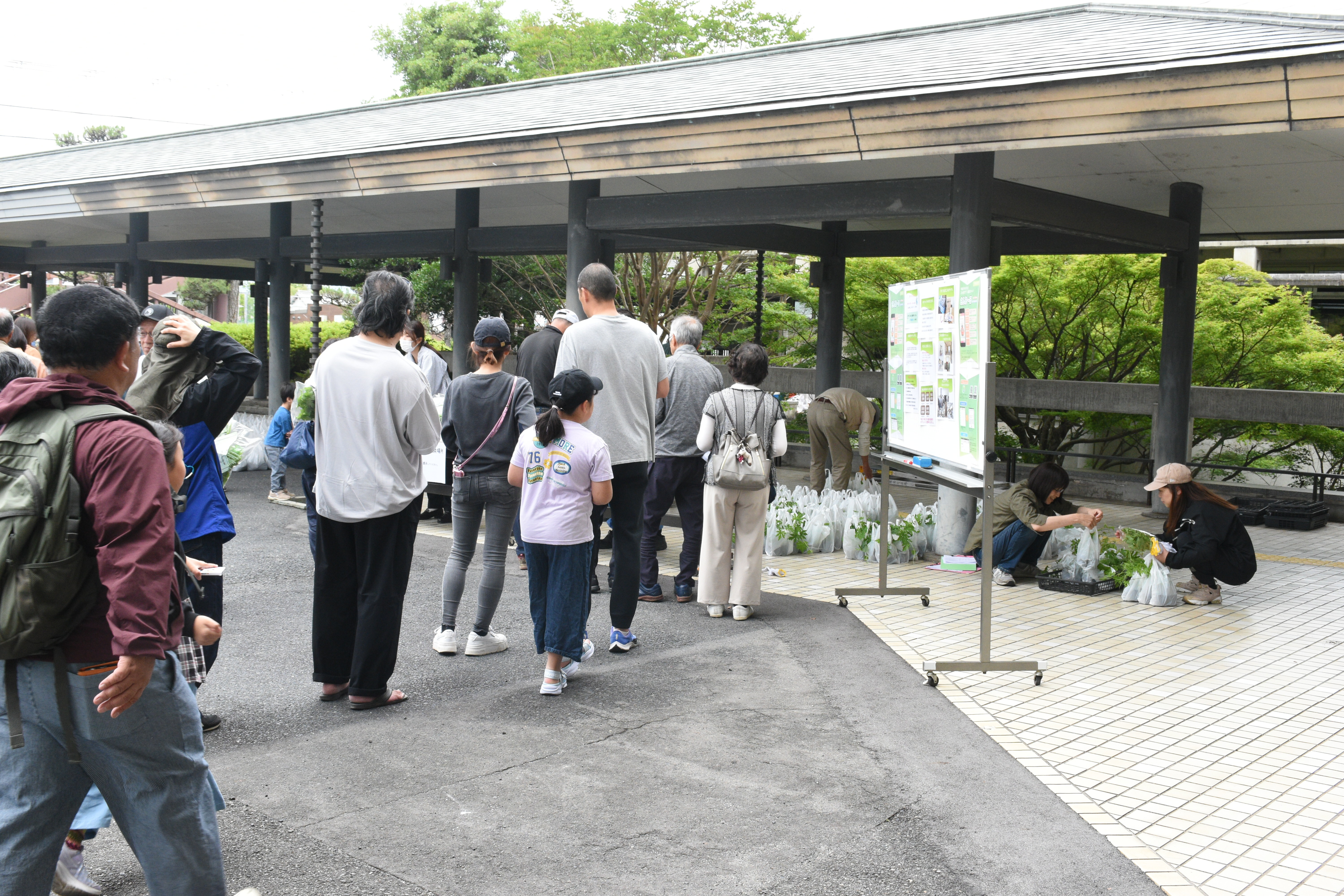 ゴーヤ苗の配布