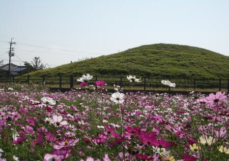 藤ノ木古墳コスモス風景