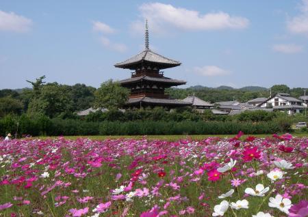 法起寺コスモス風景の写真