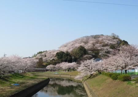三室山春の桜風景写真