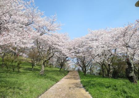 三室山春の桜並木写真