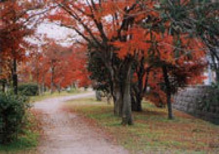 竜田公園歩道写真